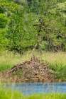 Ridgefield NWR, Ridgefield, Washington. North American Beaver lodge in a pond Art Print